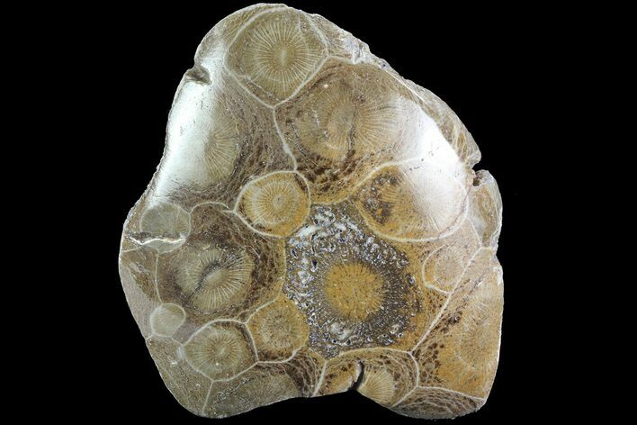 Polished Fossil Coral (Actinocyathus) - Morocco #85044